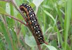 The leafy spurge hawk moth caterpillar is mostly black with distinctive orange and white markings, and an orange "horn" on one end.