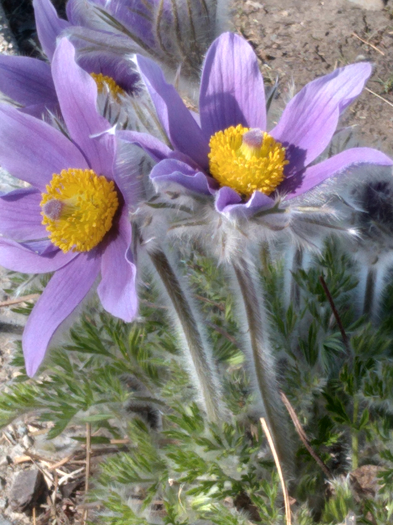 A hairy purple flower with a yellow center