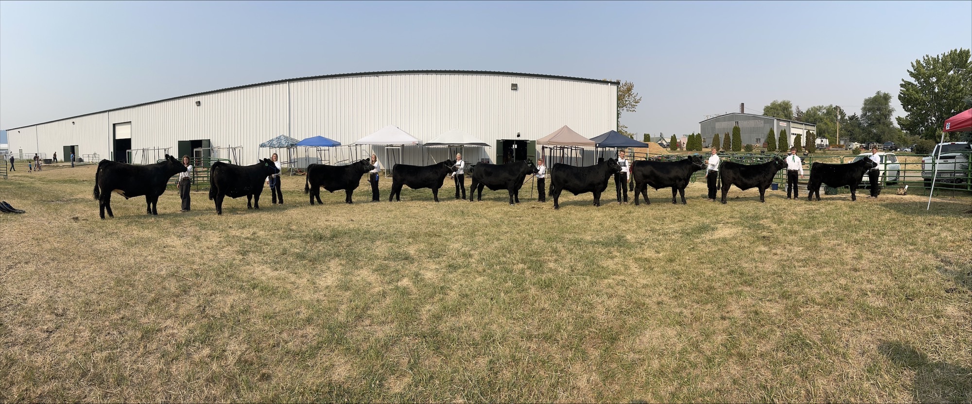 Flathead County 4-H youth exhibiting their steers at the 2023 Northwest Montana Fair