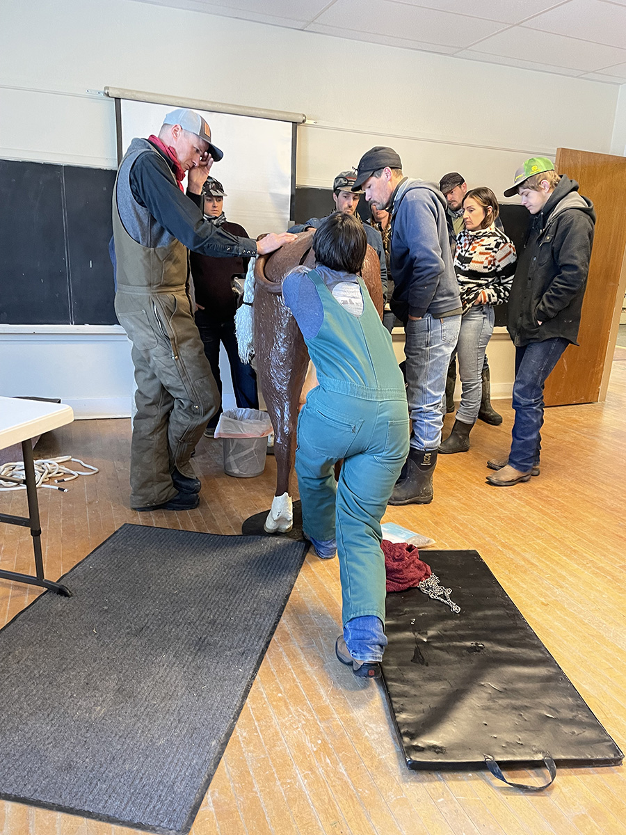 Becca Woodford DMV, teaching individuals how to pull a calf that is in a difficult position.