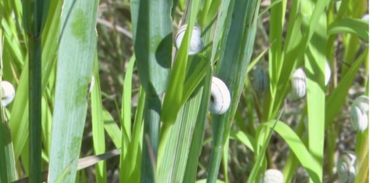 Eastern Heath Snail climbs up a green plant
