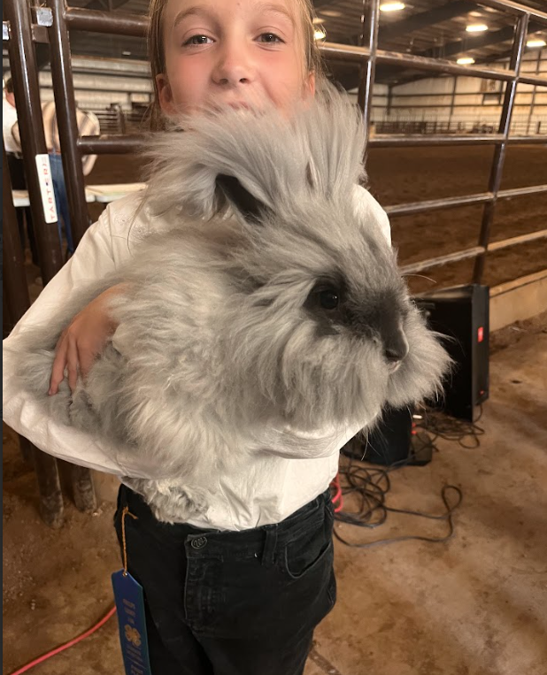 A girl holds her gray, long-haired angora rabbit 