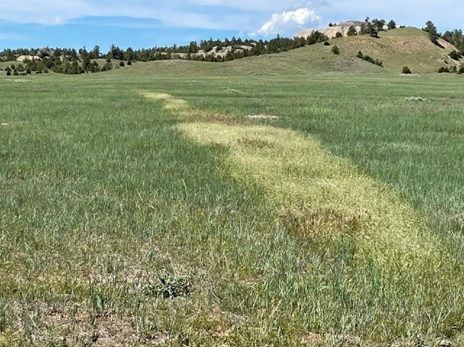The invasive grassy weed Ventenata threatens to reduce the grazing capacity of rangeland.