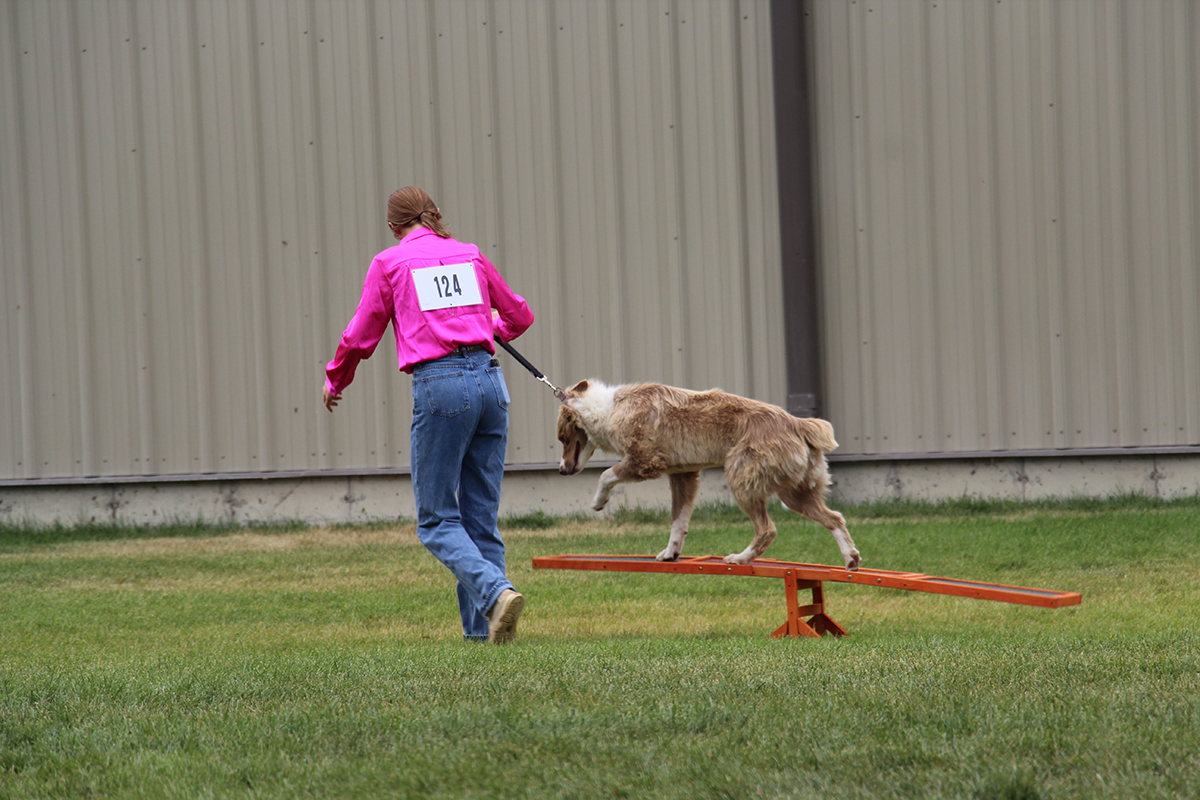 4-H Member Carly Buxbaum takes her dog through the agility course