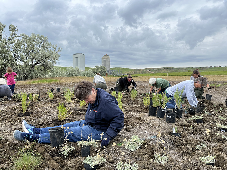 Volunteers help to plant phase two of the pollinator plot.