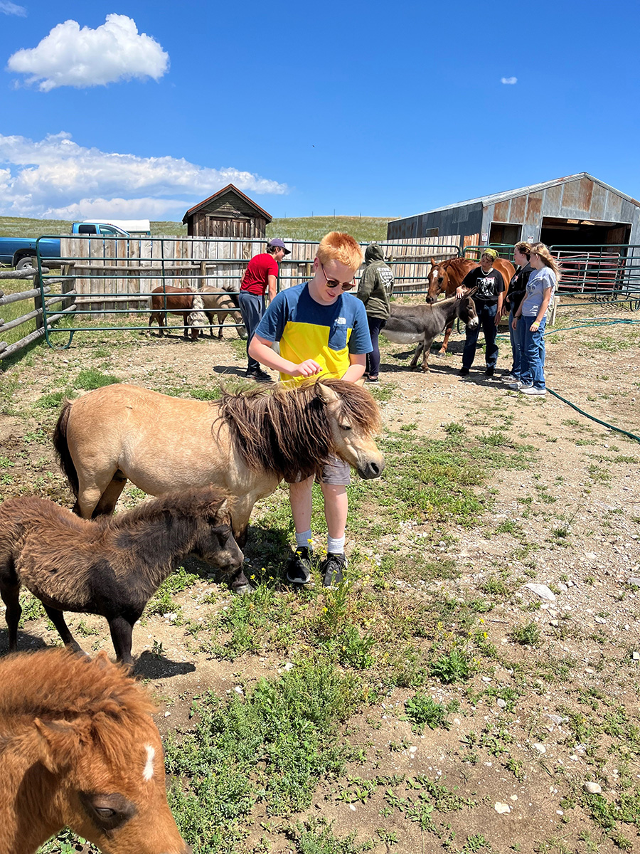 Youth interacting with miniature horses at Middle School Campout