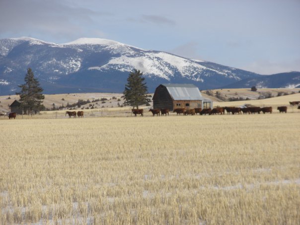 Cattle on wheat stubble