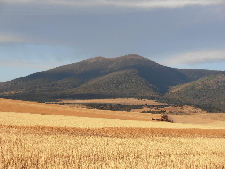 Old Baldy at Harvest