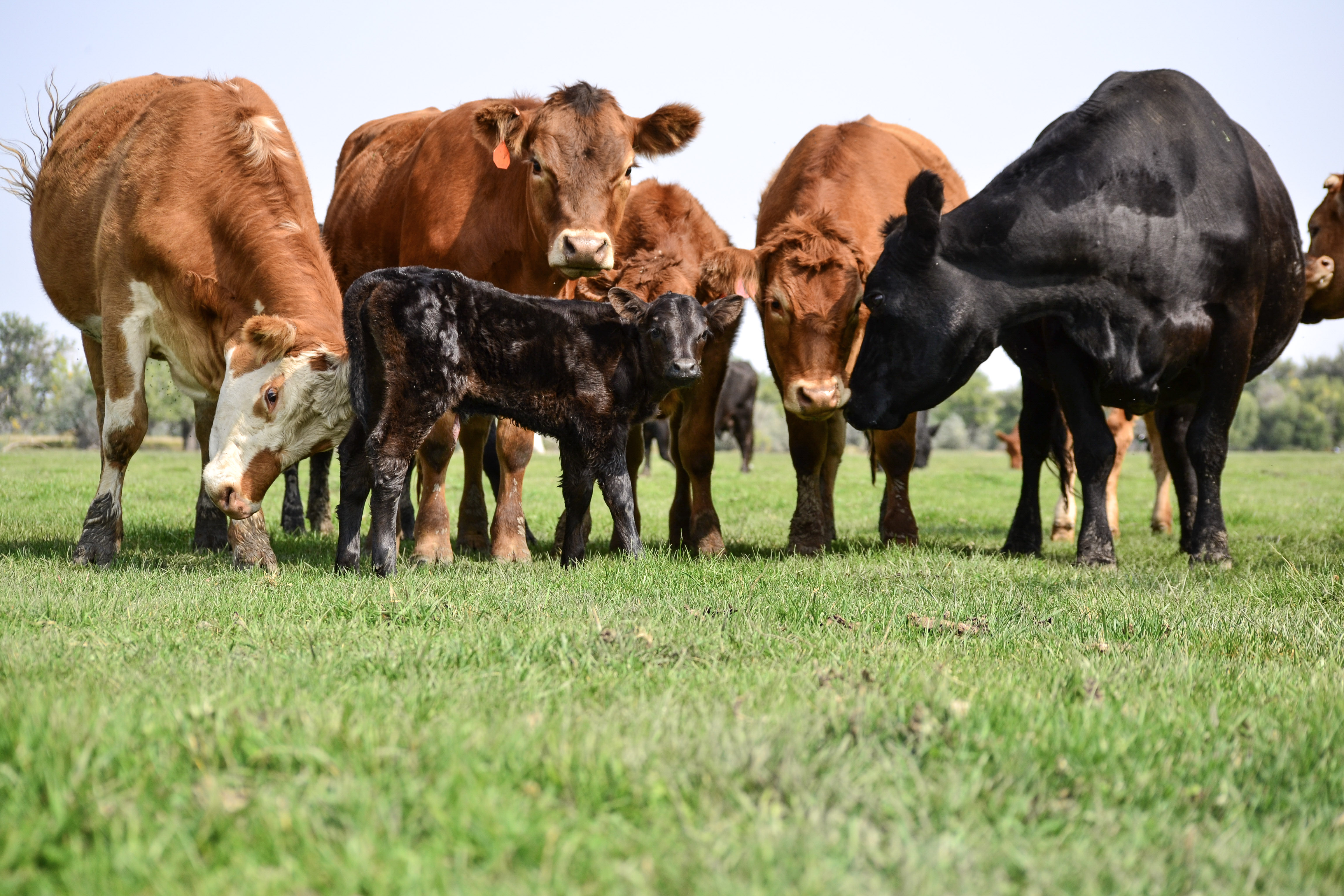 A group of brown and black cows standing on green grass.
