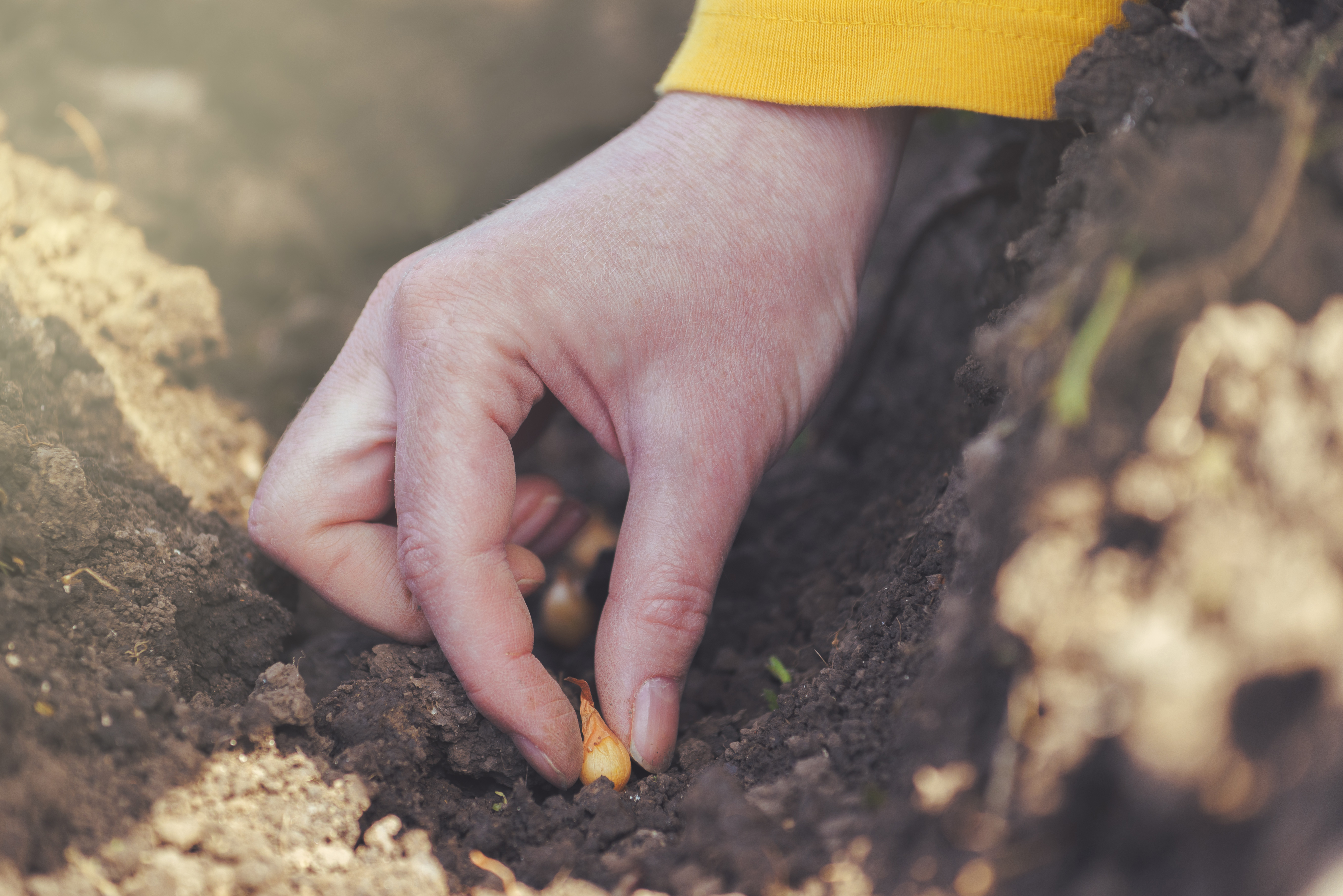 A hand planting a seed in soil.