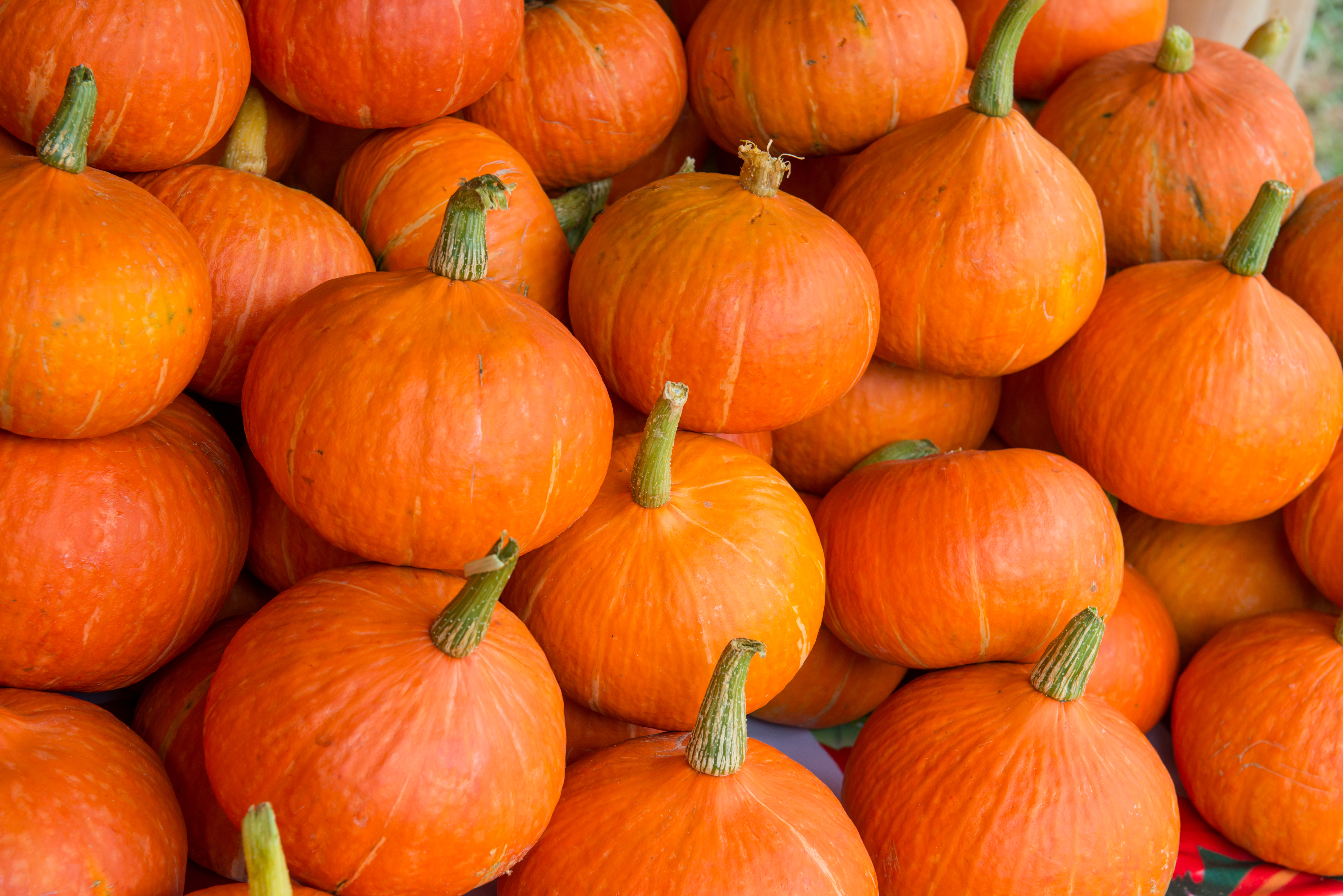 A pile of orange pumpkins with green stems.