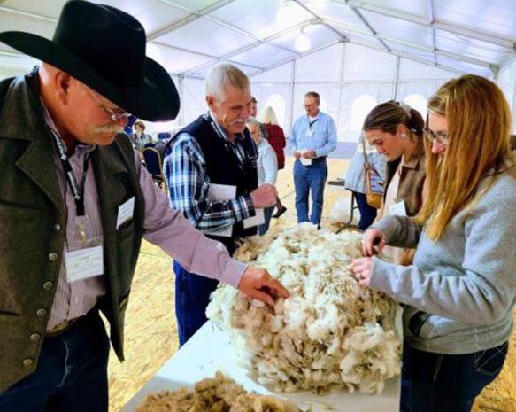 Wool judging table with judges examining layers of sheered wool