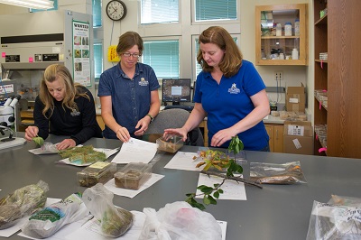 Photo of three Schutter Lab specialists examining samples