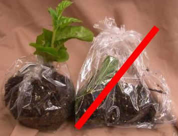 Figure 1: Photo of two plants in plastic bags, one fully wrapped, the other only around the roots