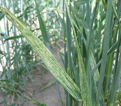 Photo of a blade of wheat grass showing signs of wheat streak