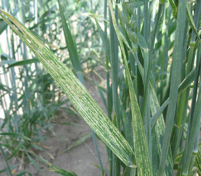 Wheat Streak Photo of a blade of wheat grass showing signs of wheat streak