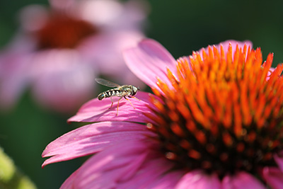 Photo of a fly on a pink flower