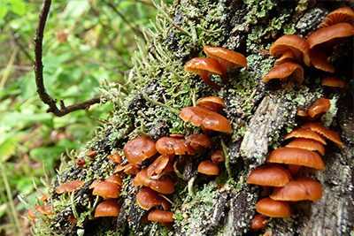 Photo of a group of wild mushrooms that are growing on a tree trunk