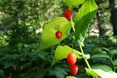 Outdoor photo of red berries growing on a vine