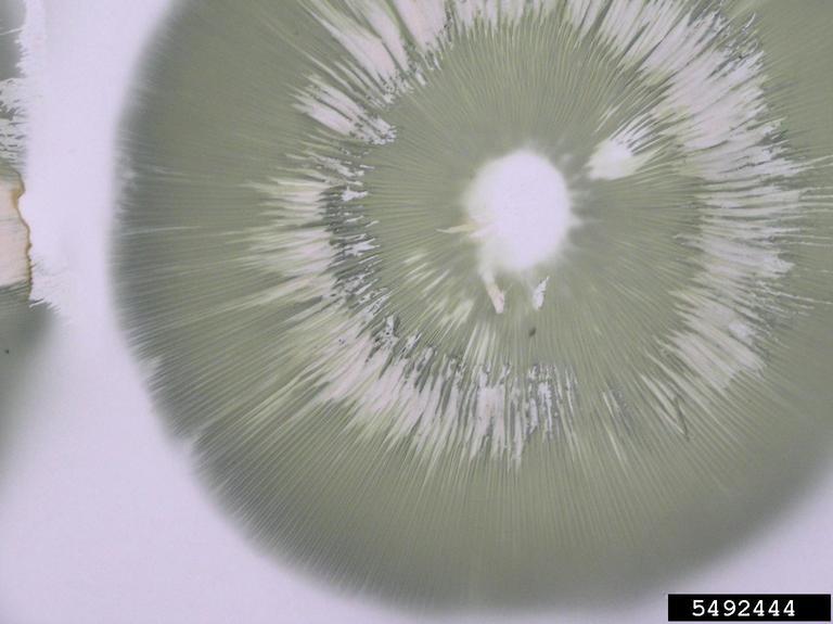 Figure 1 Figure 1: Close-up photo of a mushroom spore print on a white sheet of paper