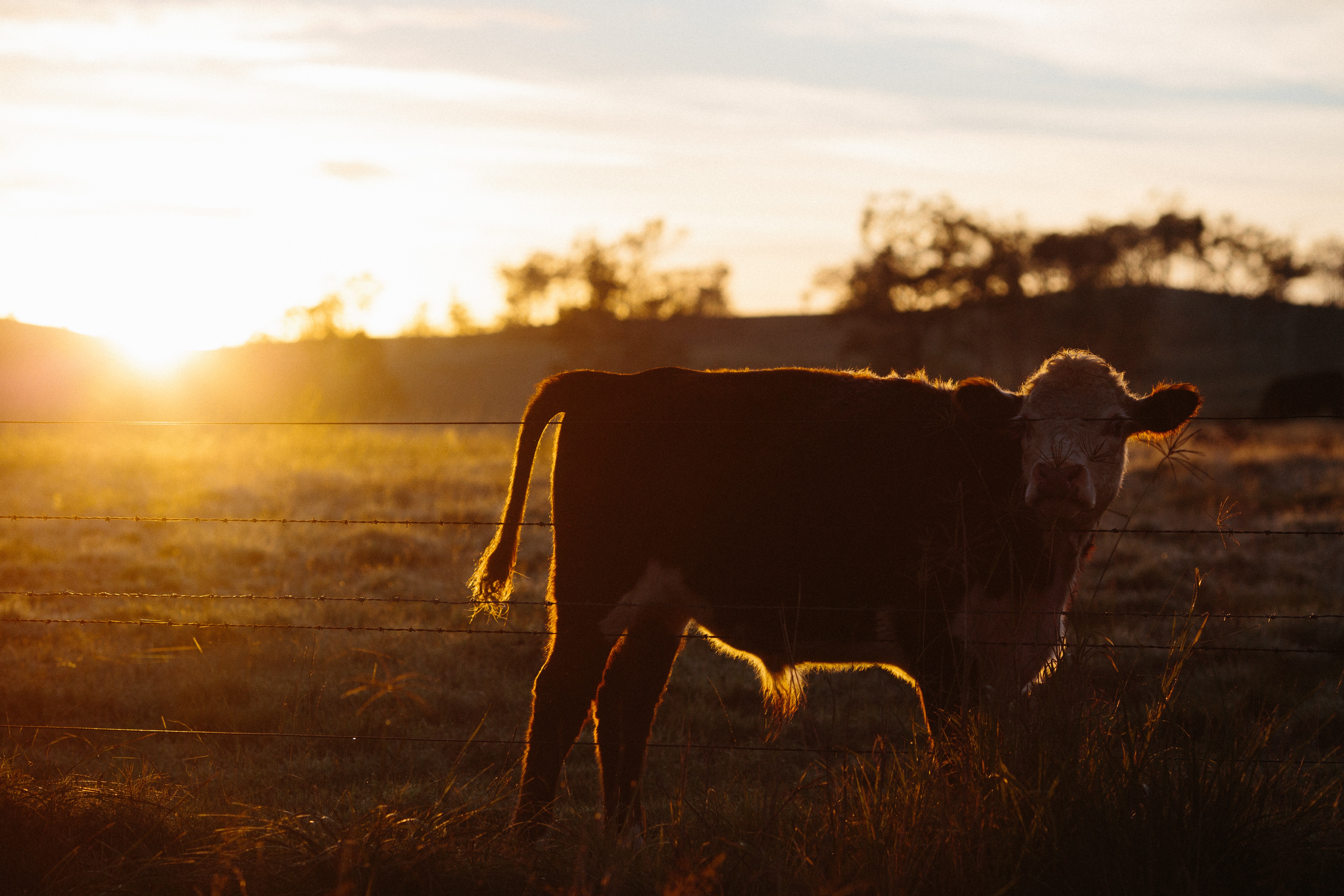 Montana Cattle