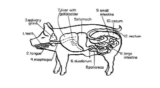 Image of hog digestive track