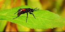 Bug on a leaf image