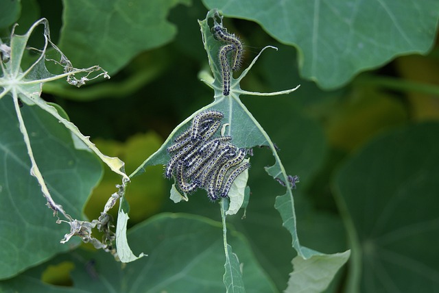 image of insects eating plant