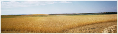 Wheat Field