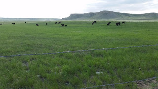 field with cows grazing