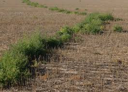 Herb Resistant Kochia