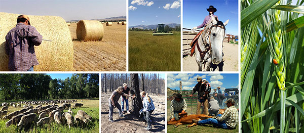 Ag in Montana
