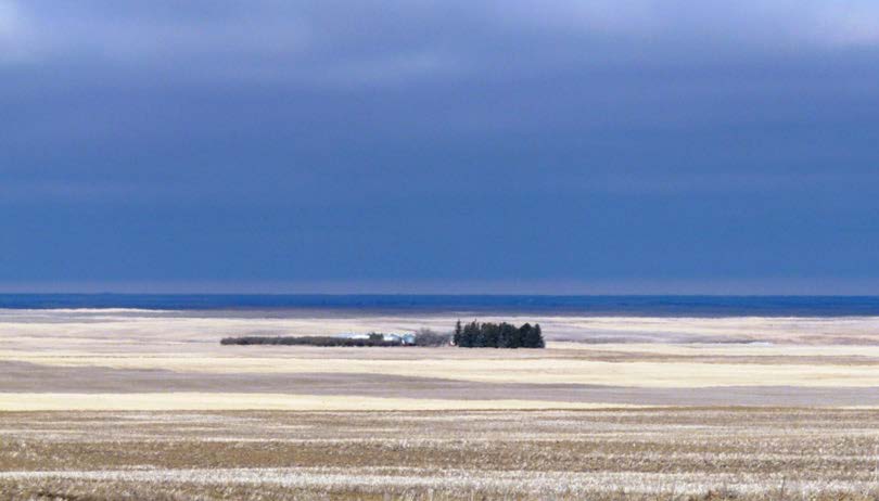 Figure 1. A typical “tree island” shelterbelt in central Montana.