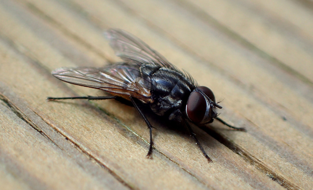 Face fly (Musca autumnalis)