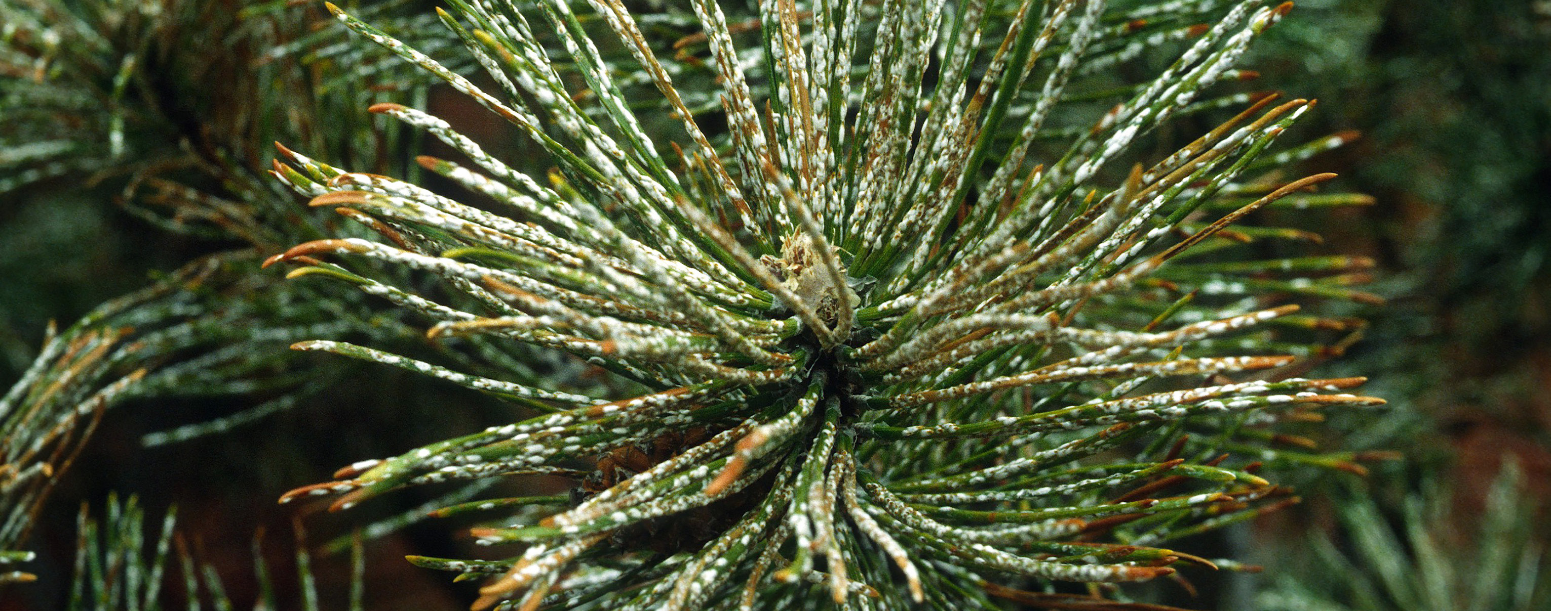 close-up of a pine branch with white spots and brown tips indicating a pine needle scale infestation.