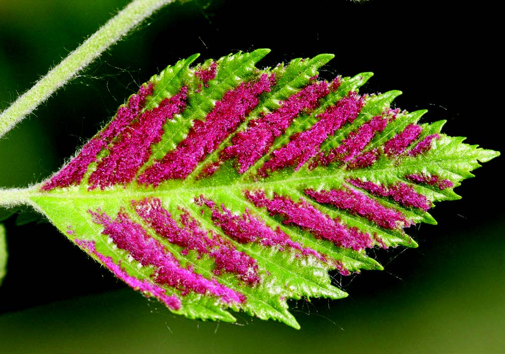 a green serrated leaf with bright pink striations due to Eriophyid mites