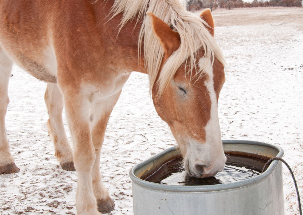 A horse drinking from a water tank