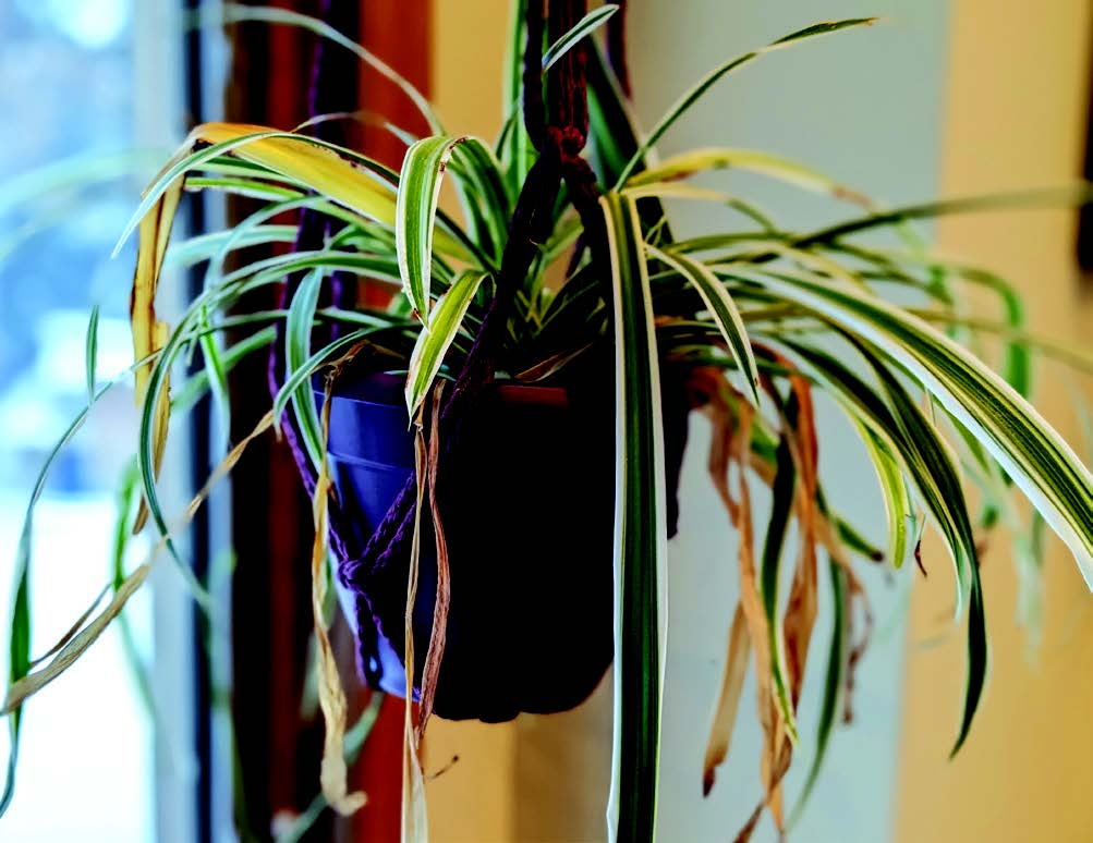 A spider plant in a hanging basket with several brown and yellow leaves, indicating it is time to repot.