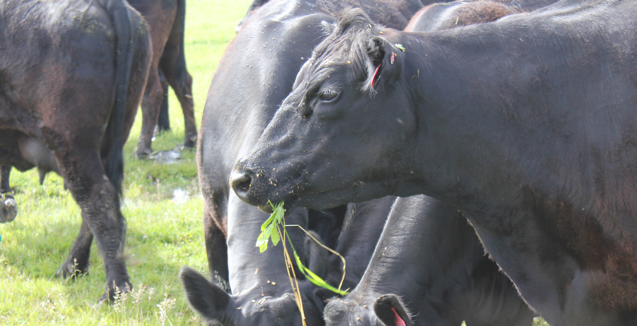 a large black cow with a mouthful of grass stands profile to the camera in a grassy field with other black cows