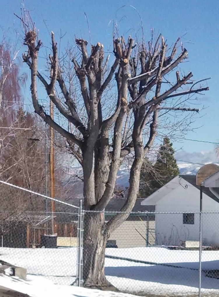 A tree that has had the tops of all its branches cut off, which is not a recommended practice.