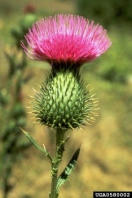 pink bull thistle in flower