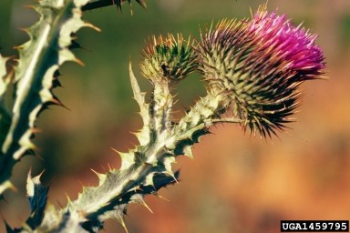 scotch thistle in flower