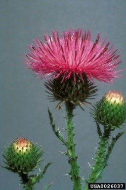 pink spiny plumeless in flower Put Image Description Here