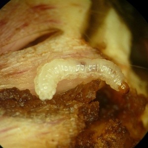 Bagous nodulosus larva damage at leaf base of flowering rush