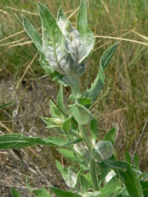 Galls formed by Jaapiella tip gall midge