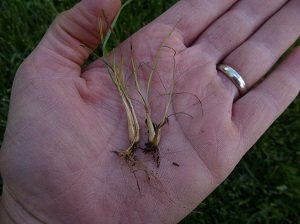 hand holding bulbous bluegrass seedlings with bulged bases