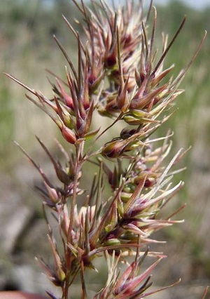 inflorescence of bulbous bluegrass showing bulblets