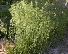 bunchgrass view of bulbous bluegrass