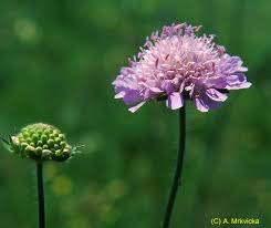 pale purple flower on a leafless stalk