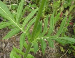 deeply divided leaves with stiff hairs